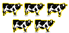 5 cows